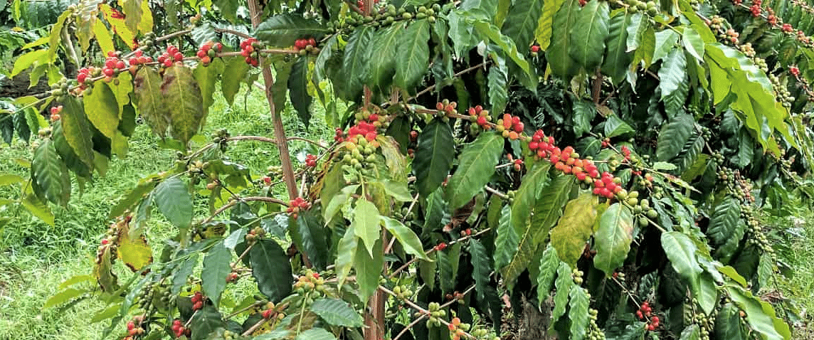 Ethiopian Yirgacheffe coffee
